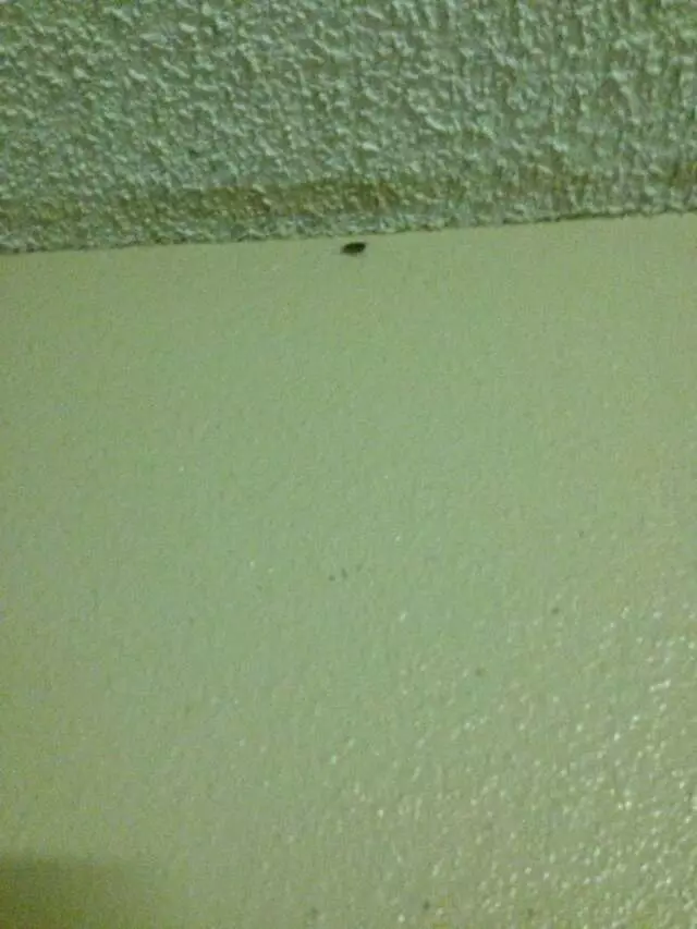 Austin Motor Inn