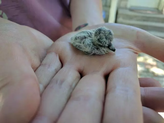 Austin Wildlife Rescue