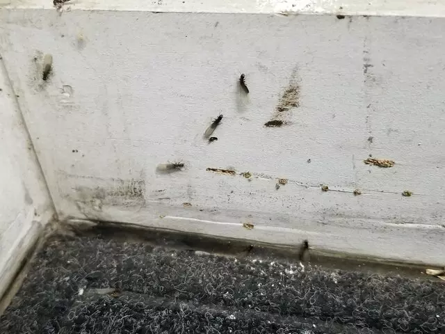 Absolute Pest Management