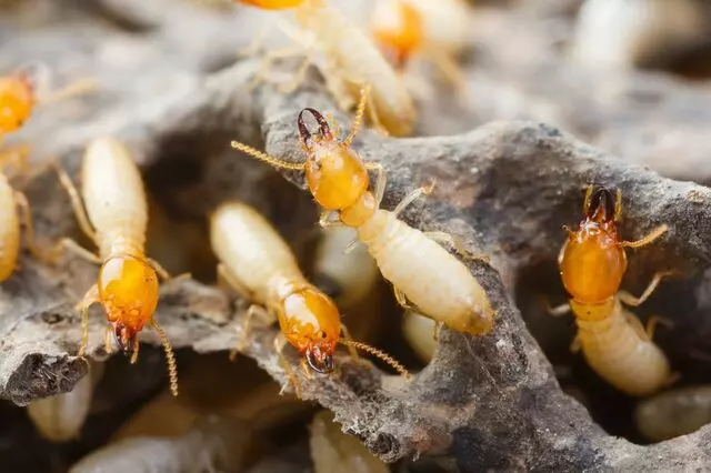 Absolute Pest Management