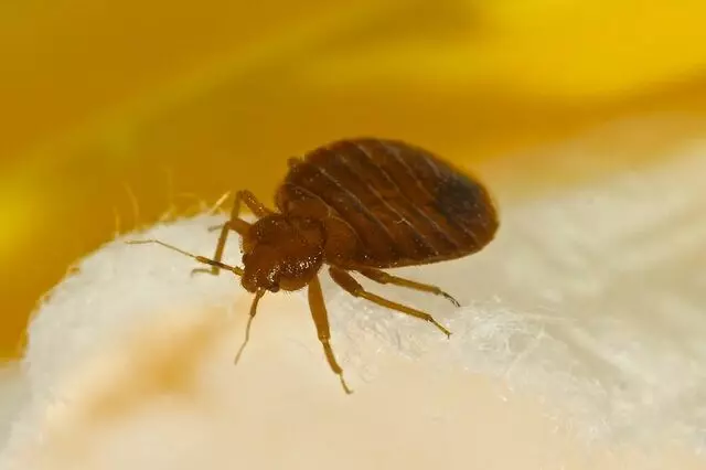 Absolute Pest Management