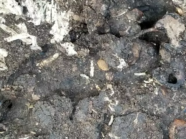Absolute Pest Management