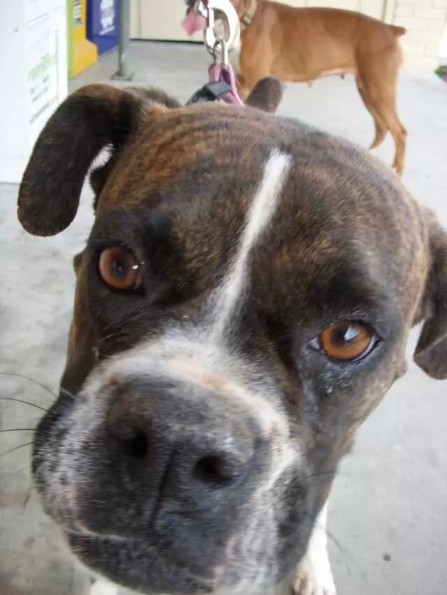 Austin Boxer Rescue