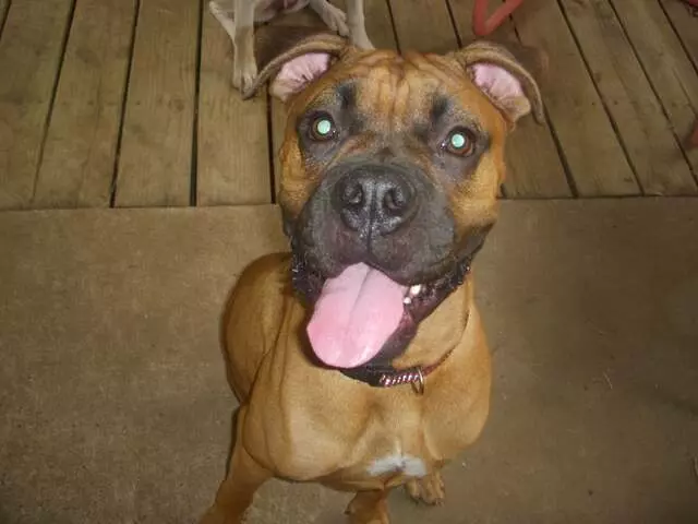 Austin Boxer Rescue