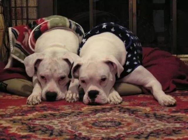 Austin Boxer Rescue