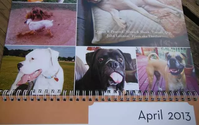 Austin Boxer Rescue