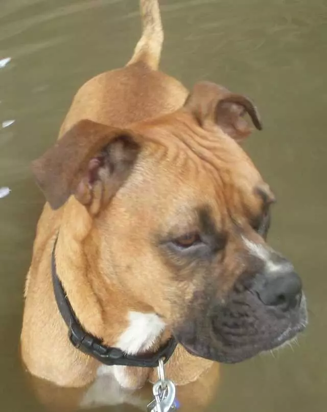 Austin Boxer Rescue