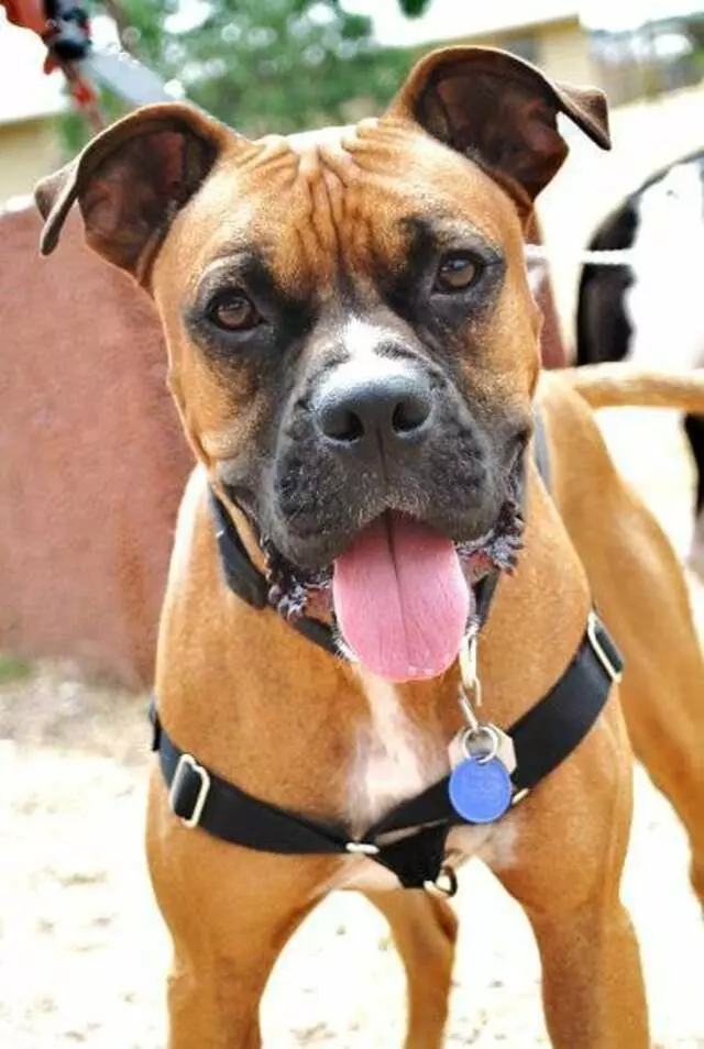 Austin Boxer Rescue