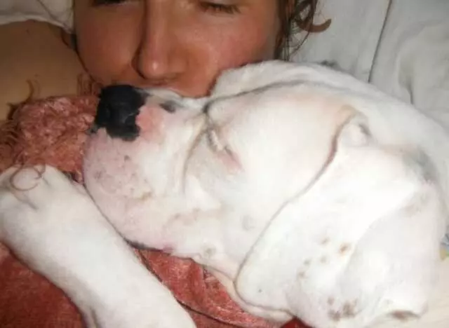Austin Boxer Rescue