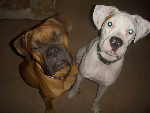 Austin Boxer Rescue