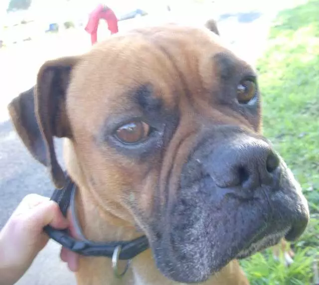 Austin Boxer Rescue