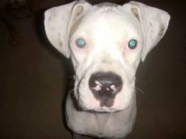 Austin Boxer Rescue
