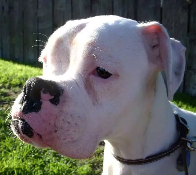 Austin Boxer Rescue