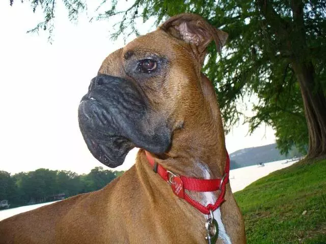 Austin Boxer Rescue