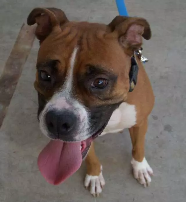 Austin Boxer Rescue