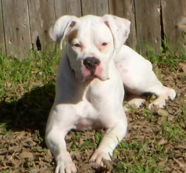 Austin Boxer Rescue
