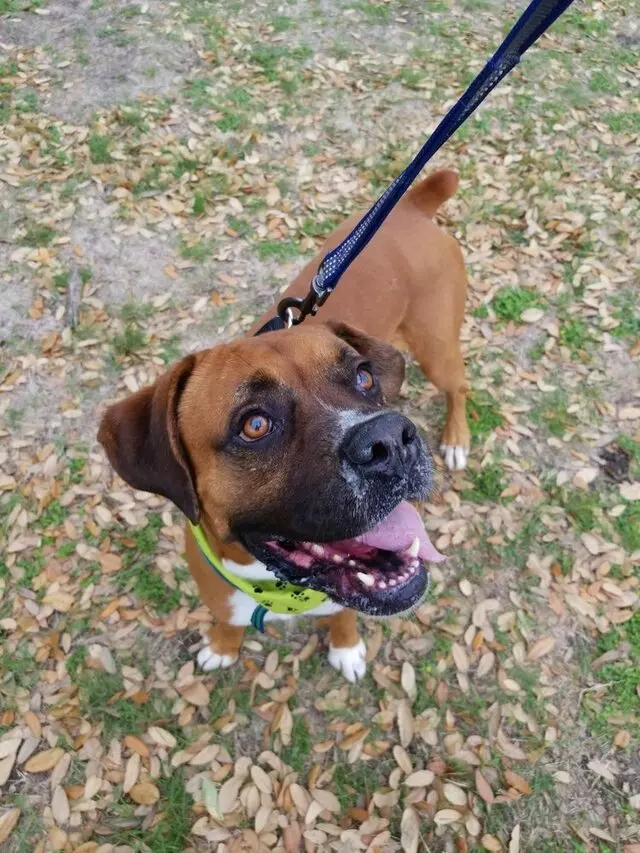 Austin Boxer Rescue