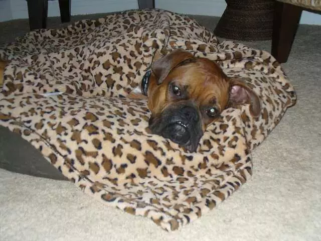 Austin Boxer Rescue