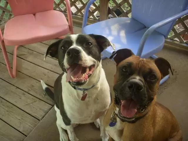 Austin Boxer Rescue