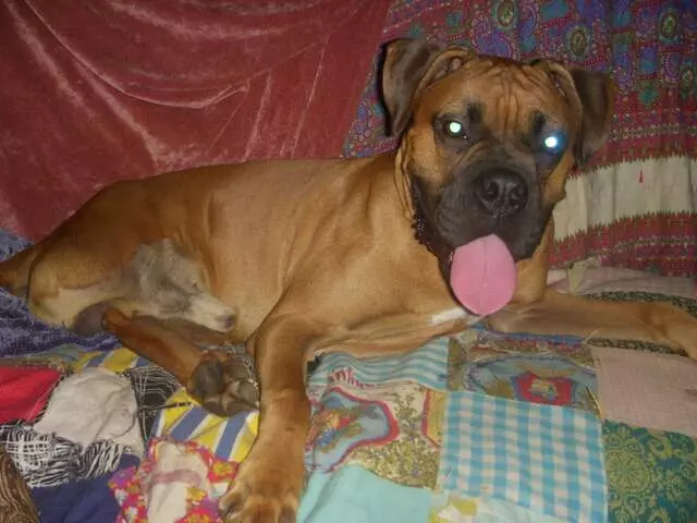 Austin Boxer Rescue