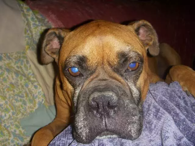 Austin Boxer Rescue