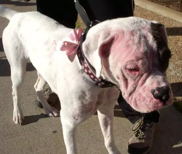 Austin Boxer Rescue
