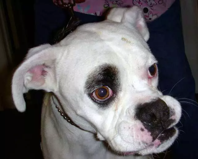 Austin Boxer Rescue