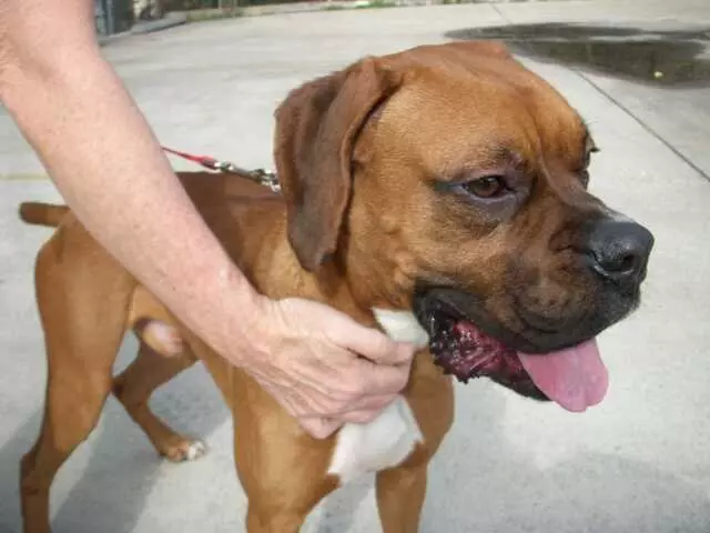 Austin Boxer Rescue
