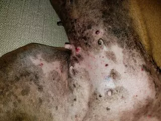 Austin Boxer Rescue