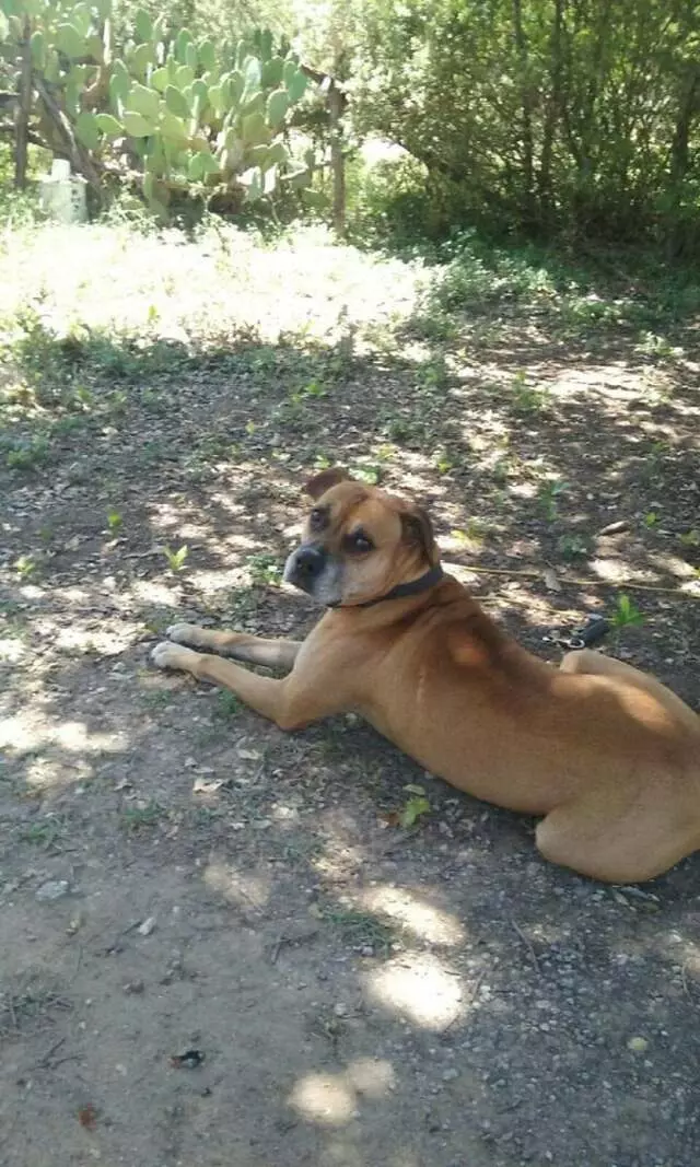 Austin Boxer Rescue