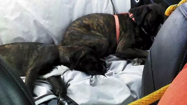 Austin Boxer Rescue
