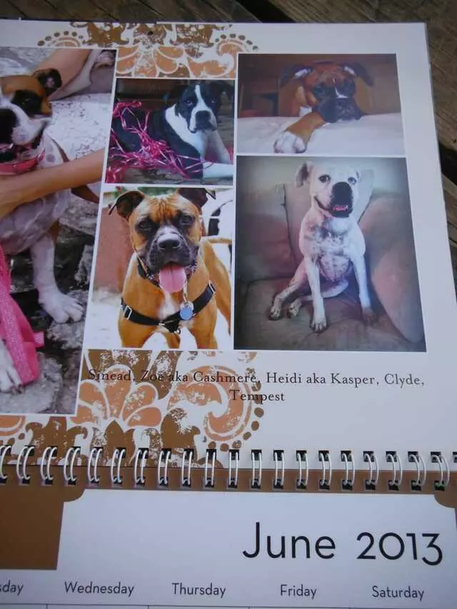 Austin Boxer Rescue