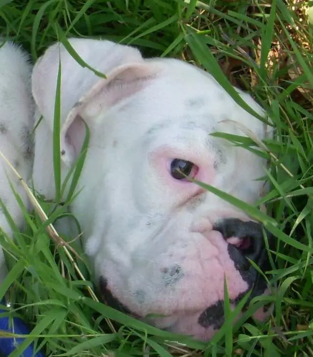 Austin Boxer Rescue