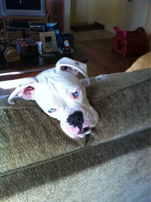 Austin Boxer Rescue