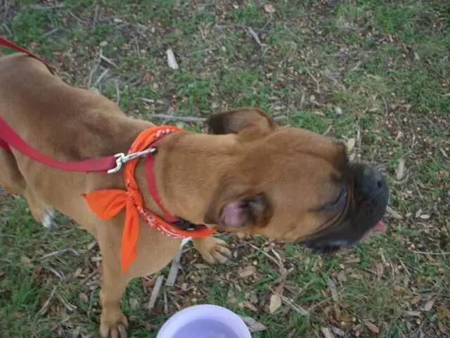 Austin Boxer Rescue
