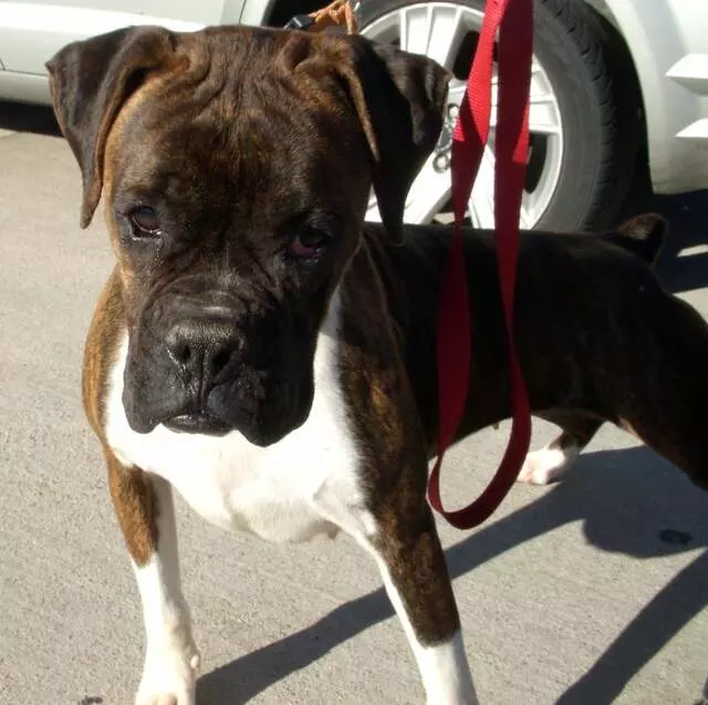 Austin Boxer Rescue