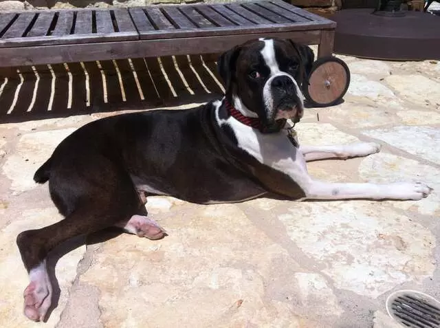 Austin Boxer Rescue