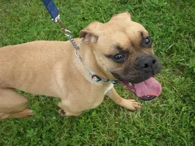 Austin Boxer Rescue
