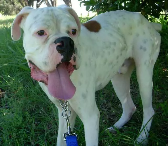 Austin Boxer Rescue