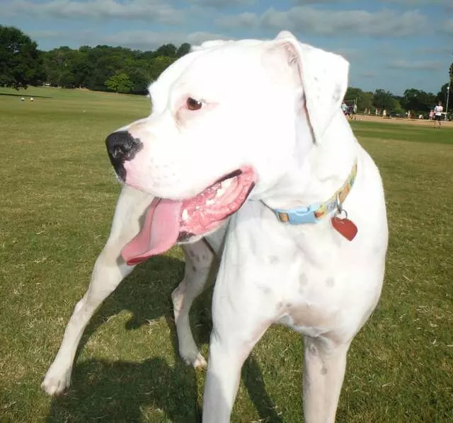 Austin Boxer Rescue