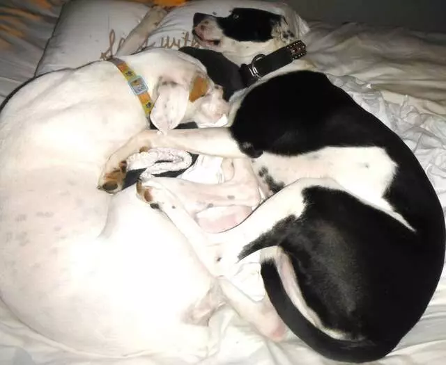 Austin Boxer Rescue