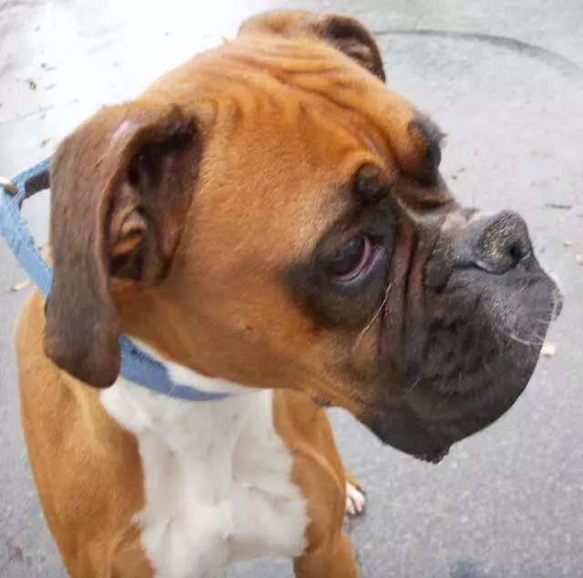 Austin Boxer Rescue