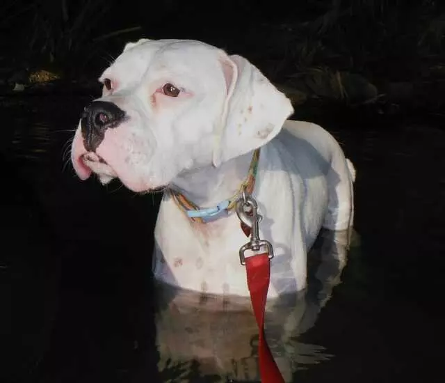 Austin Boxer Rescue