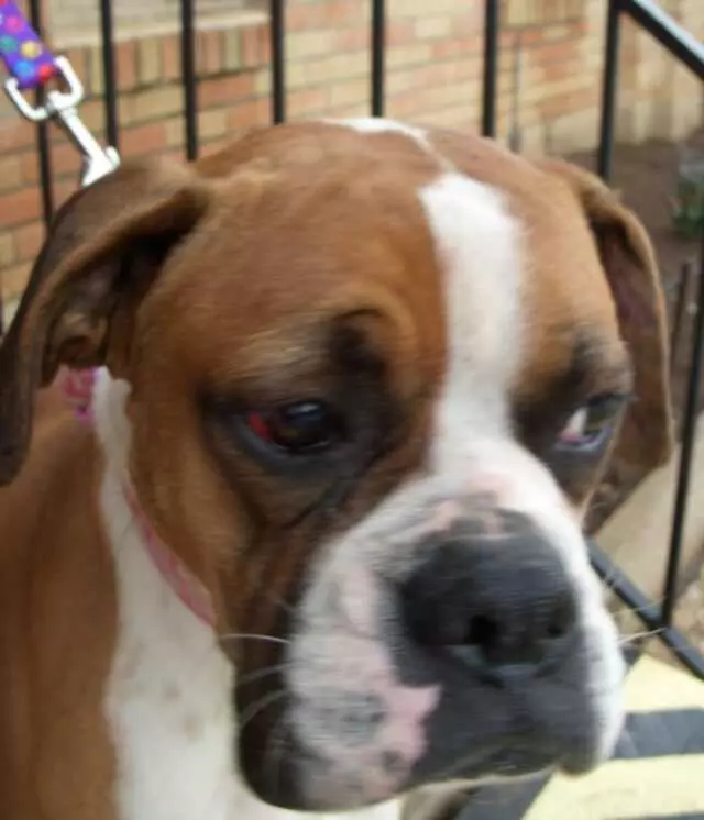 Austin Boxer Rescue