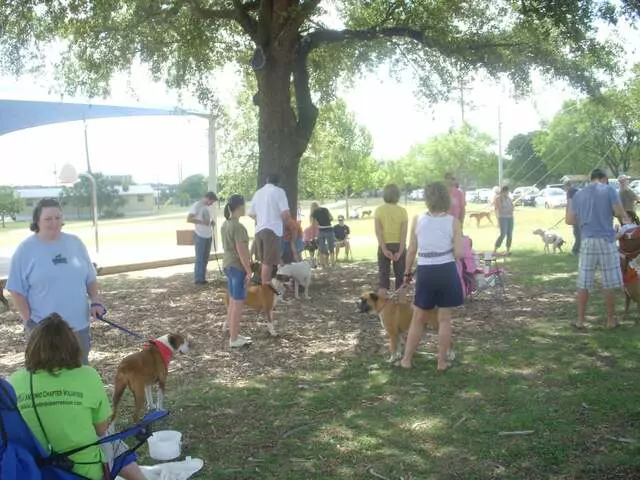 Austin Boxer Rescue