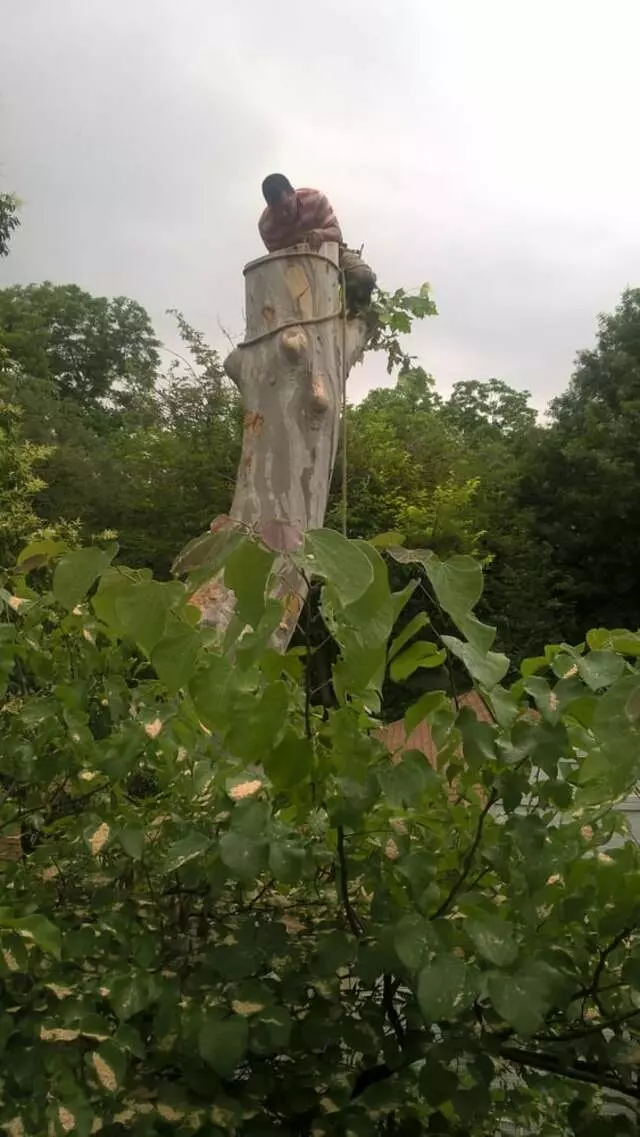AM Tree Service