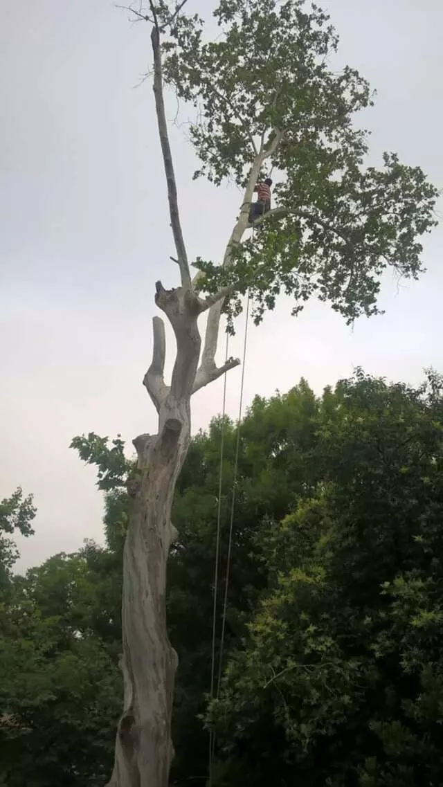 AM Tree Service