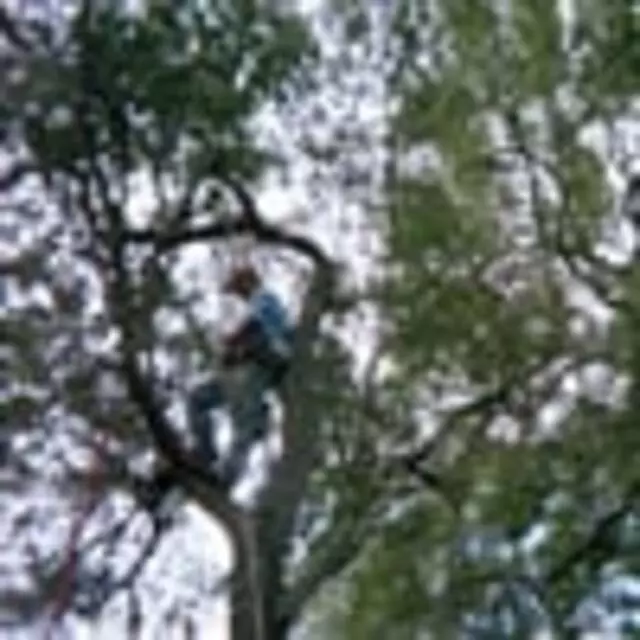 AM Tree Service