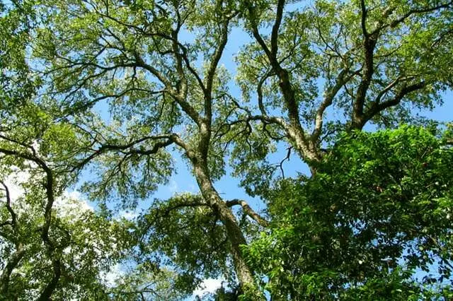 Austin Beautiful Trees