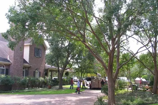 Austin Beautiful Trees